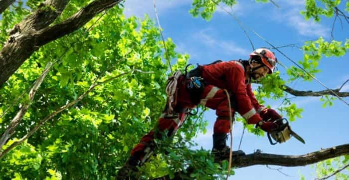 what is an arborist