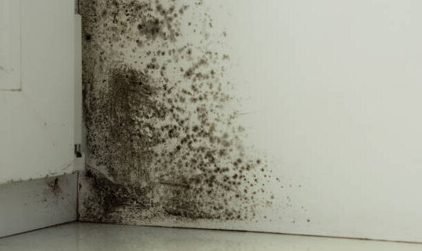 black mold what are the effects on children and pets