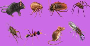 common pest activity during winter