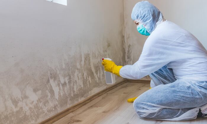 mold remediation services in lancaster