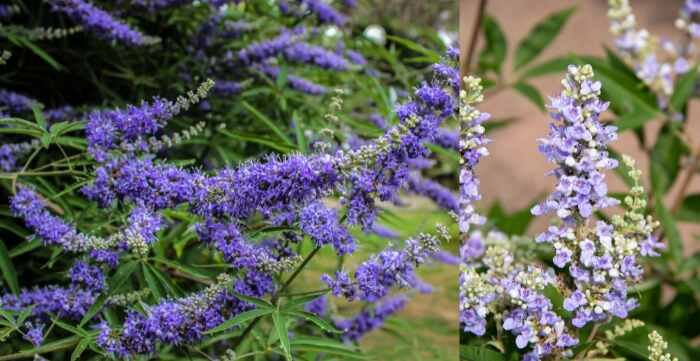 exploring the benefits of vitex nature's gift for women's health